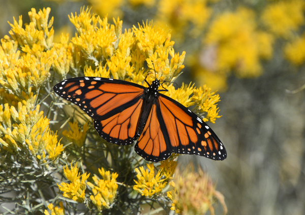 Monarch Butterflies and The Significance To Humans